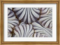 Sea anemone, Marine life Fine Art Print