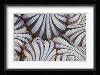 Sea anemone, Marine life Fine Art Print