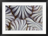 Sea anemone, Marine life Fine Art Print