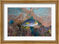 Sweetlip fish, sea fan coral Fine Art Print