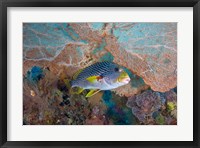 Sweetlip fish, sea fan coral Fine Art Print