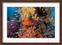 Trout fish, glassfish, coral Fine Art Print