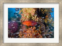 Trout fish, glassfish, coral Fine Art Print