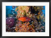 Trout fish, glassfish, coral Fine Art Print