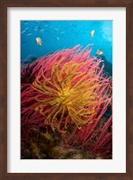 Two varieties of feather star crinoids, Pisang Islands, Papua, Indonesia Fine Art Print