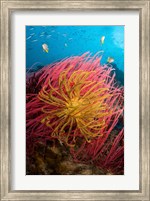 Two varieties of feather star crinoids, Pisang Islands, Papua, Indonesia Fine Art Print