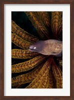White-eye moray eel and coral Fine Art Print