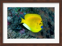 Angelfish swims in coral reef Fine Art Print