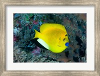 Angelfish swims in coral reef Fine Art Print