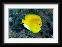 Angelfish swims in coral reef Fine Art Print