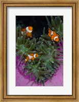 Clownfish swim among anemone tentacles, Raja Ampat, Indonesia Fine Art Print
