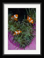 Clownfish swim among anemone tentacles, Raja Ampat, Indonesia Fine Art Print
