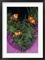 Clownfish swim among anemone tentacles, Raja Ampat, Indonesia Fine Art Print