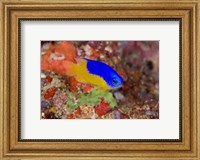 Damselfish and coral reef Fine Art Print