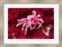 Decorator crab, crustacean Fine Art Print