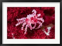 Decorator crab, crustacean Fine Art Print