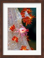 Decorator crab, marine life Fine Art Print