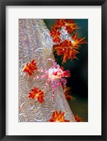 Decorator crab, marine life Fine Art Print