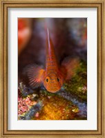 Goby fish above coral Fine Art Print
