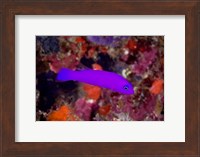 Magenta dottyback fish Fine Art Print