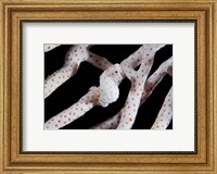 Pygmy seahorse Fine Art Print