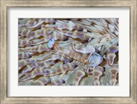 Shrimp, Anemone, marine life Fine Art Print
