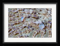 Shrimp, Anemone, marine life Fine Art Print