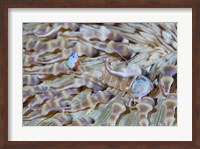 Shrimp, Anemone, marine life Fine Art Print