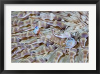 Shrimp, Anemone, marine life Fine Art Print