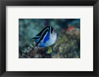 Bay Frontal view of angel fish Fine Art Print