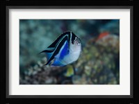 Bay Frontal view of angel fish Fine Art Print