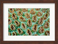Close-up of anemones Fine Art Print