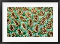 Close-up of anemones Fine Art Print