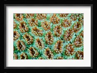 Close-up of anemones Fine Art Print