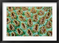 Close-up of anemones Fine Art Print