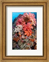 Coral, Raja Ampat, Papua, Indonesia Fine Art Print