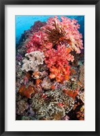Coral, Raja Ampat, Papua, Indonesia Fine Art Print