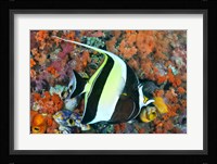 Fish, Raja Ampat, Papua, Indonesia Fine Art Print