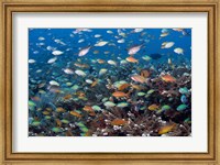 Sea of fish and coral, Raja Ampat, Papua, Indonesia Fine Art Print