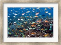 Sea of fish and coral, Raja Ampat, Papua, Indonesia Fine Art Print