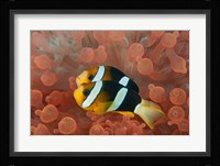 Two anemonefish in protective anemone, Raja Ampat, Papua, Indonesia Fine Art Print