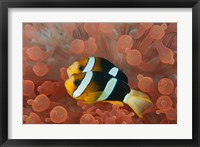 Two anemonefish in protective anemone, Raja Ampat, Papua, Indonesia Fine Art Print