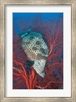 Underwater scene of fish and coral, Raja Ampat, Papua, Indonesia Fine Art Print