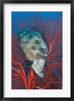Underwater scene of fish and coral, Raja Ampat, Papua, Indonesia Fine Art Print