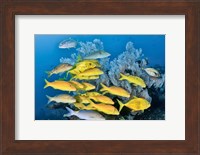 Yellow fish and coral, Raja Ampat, Papua, Indonesia Fine Art Print