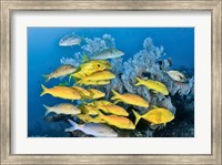 Yellow fish and coral, Raja Ampat, Papua, Indonesia Fine Art Print
