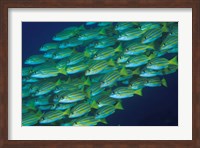 Close-up of schooling lined snappers, Komodo National Park, Indonesia Fine Art Print