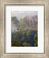 Sulawesi Tangkoko Rainforest, Sulawesi Fine Art Print