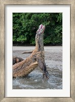 Komodo dragon rising out of water Fine Art Print