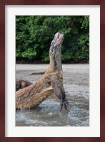 Komodo dragon rising out of water Fine Art Print
